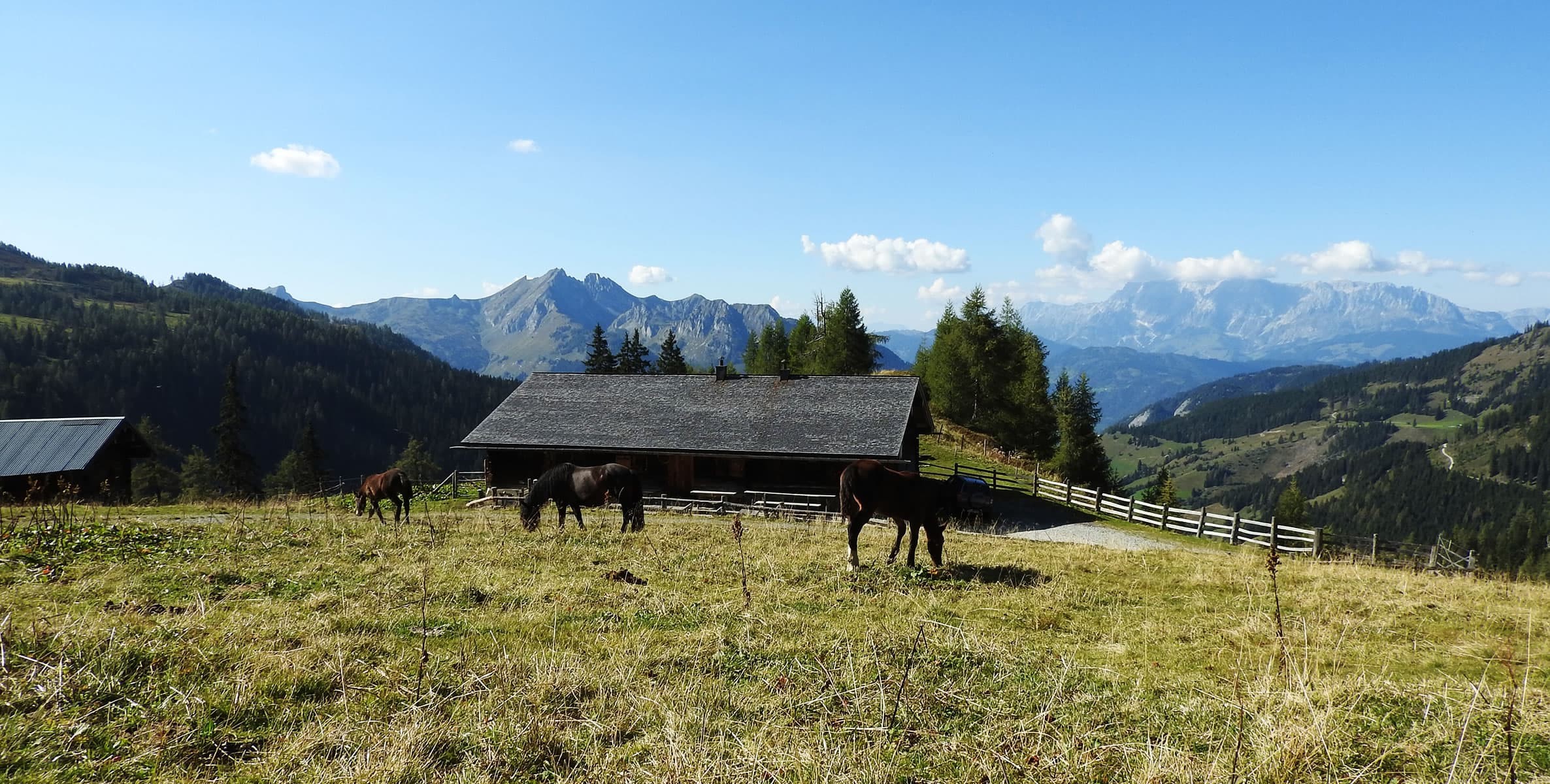 Weidende Pferde vor der Großwildalm