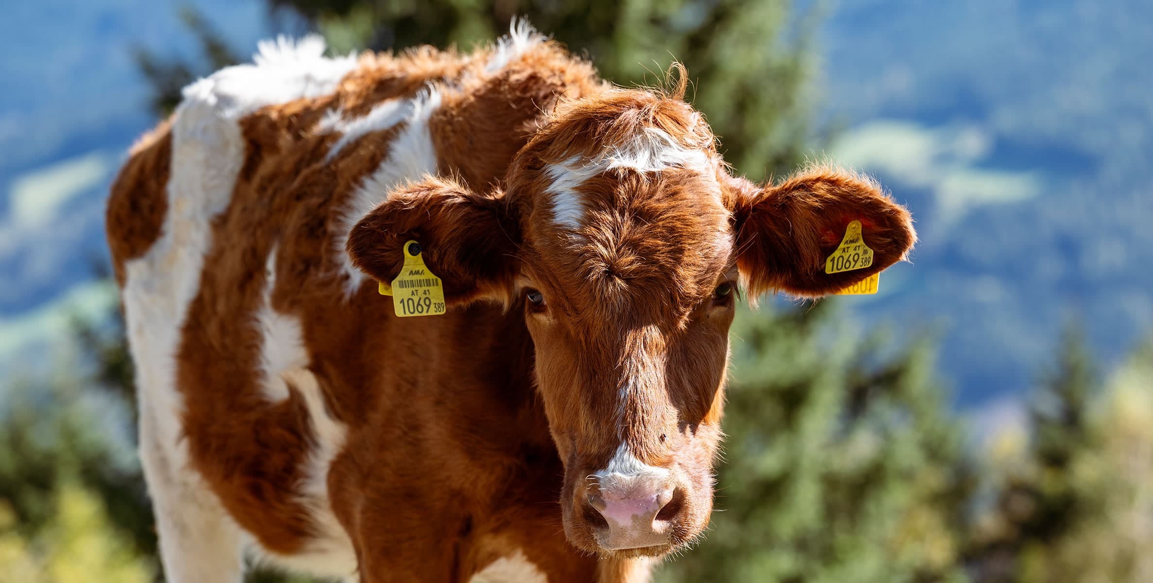 Kuh auf der Alm im Großarltal, dem Tal der Almen