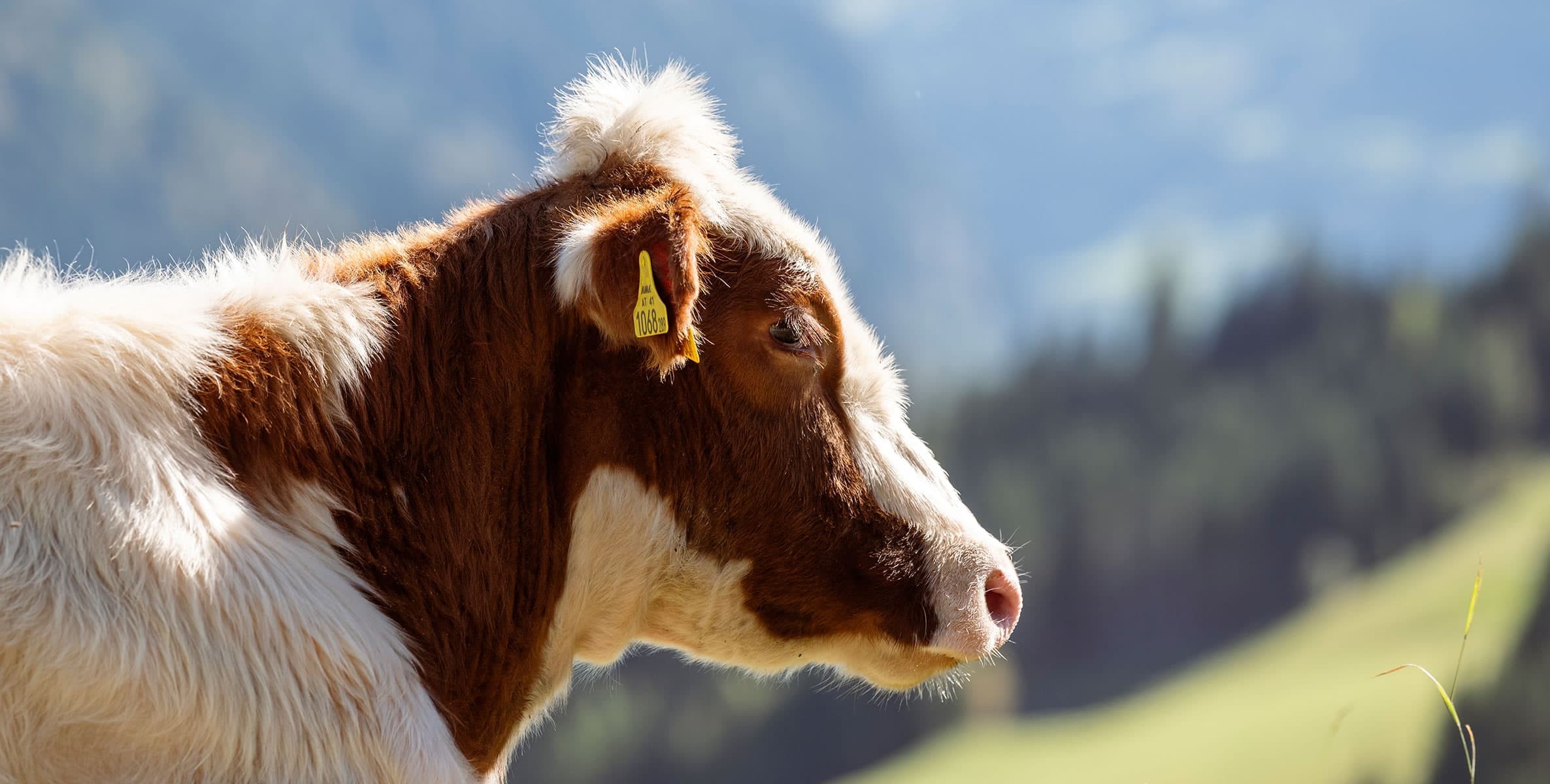 Glückliches Kalb auf der Almwiese