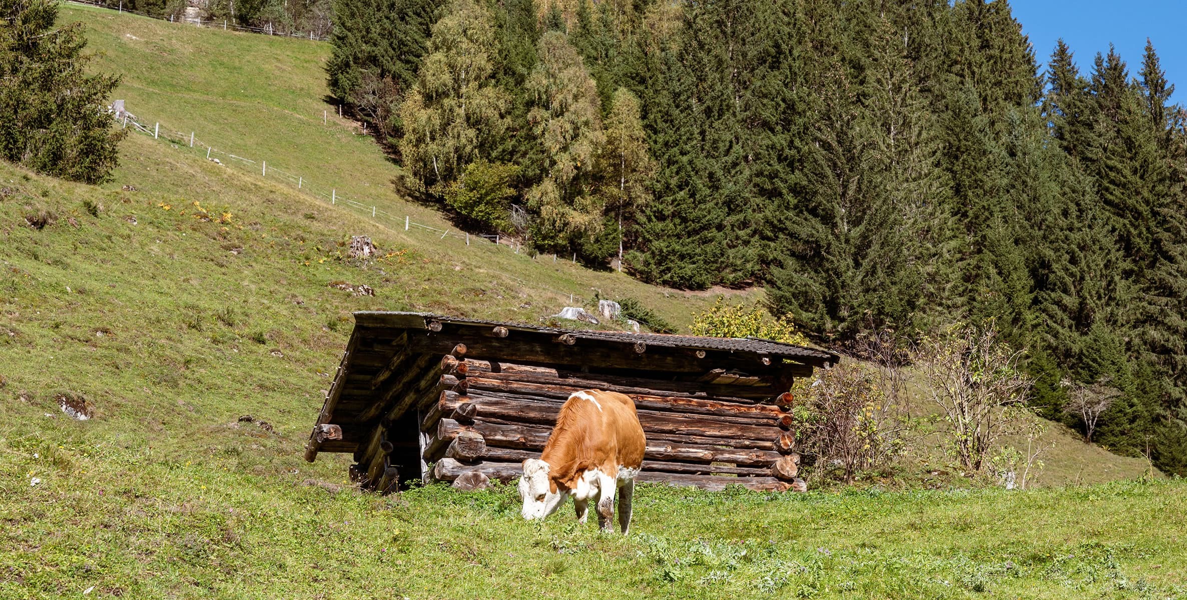 Weidevieh auf der Alm während der Sommermonate
