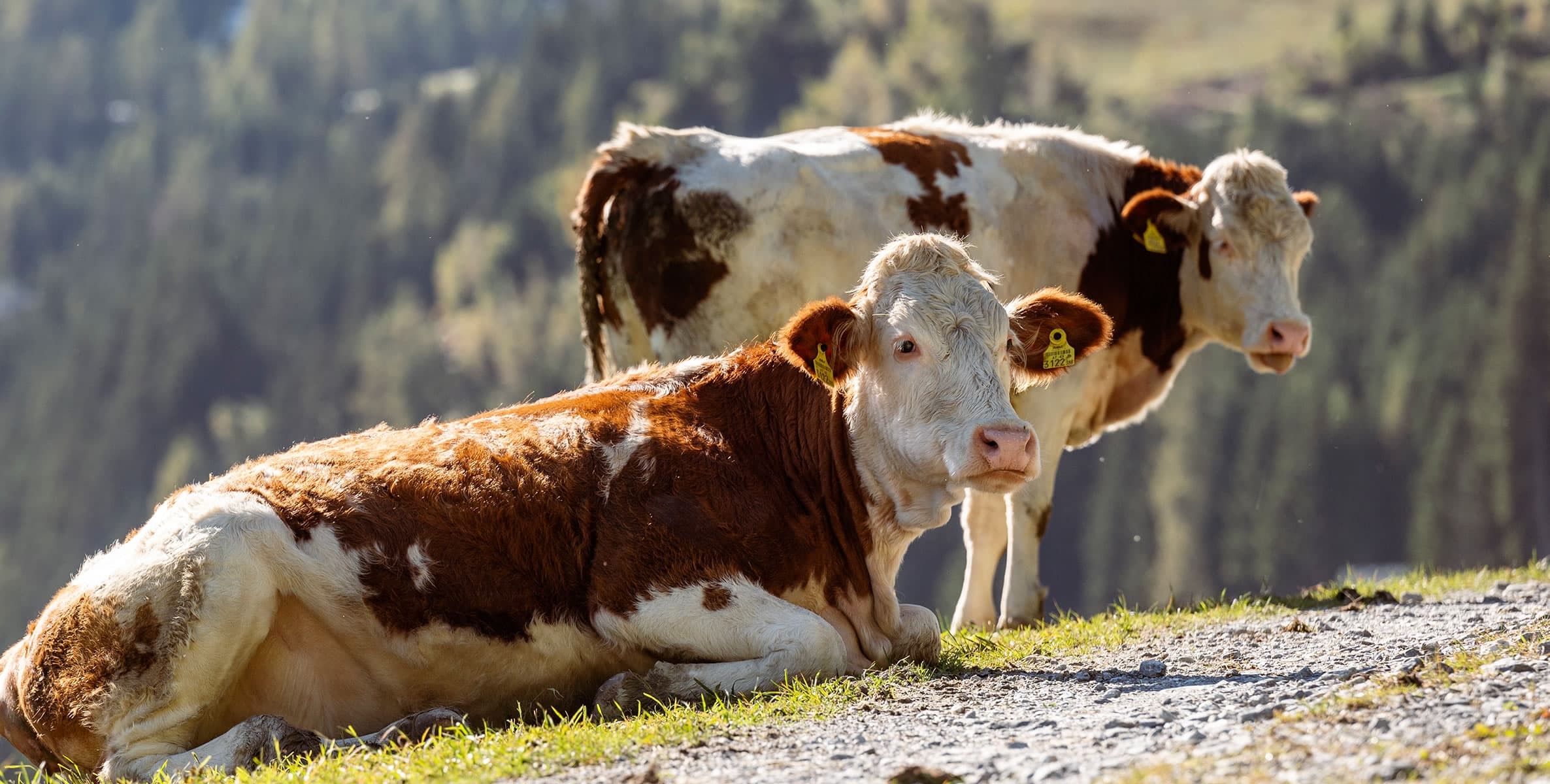 Glückliche Kühe auf der Alm