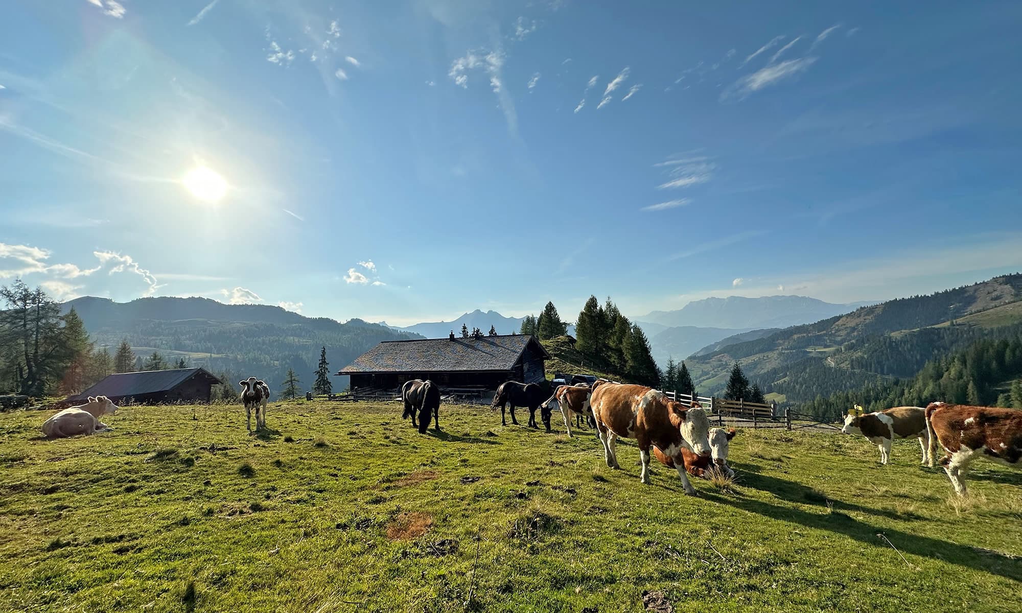 Grasende Kühe und Pferde vor der eigenen Großwildalm im Großarltal